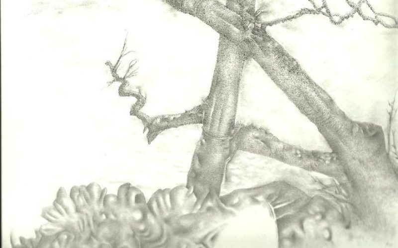 Un árbol casi centenario